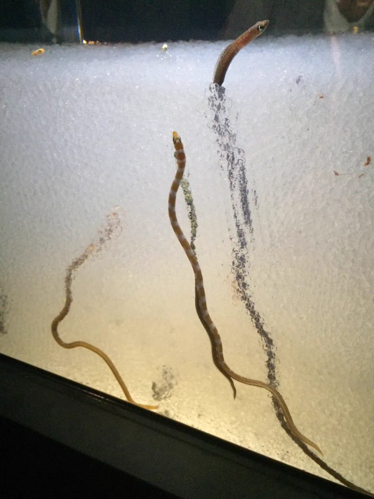 おええwwwチンアナゴの全貌を見た結果