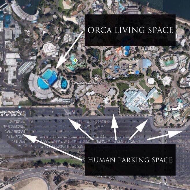 the ocean is the only place they belong #EmptyTheTanks 🐳