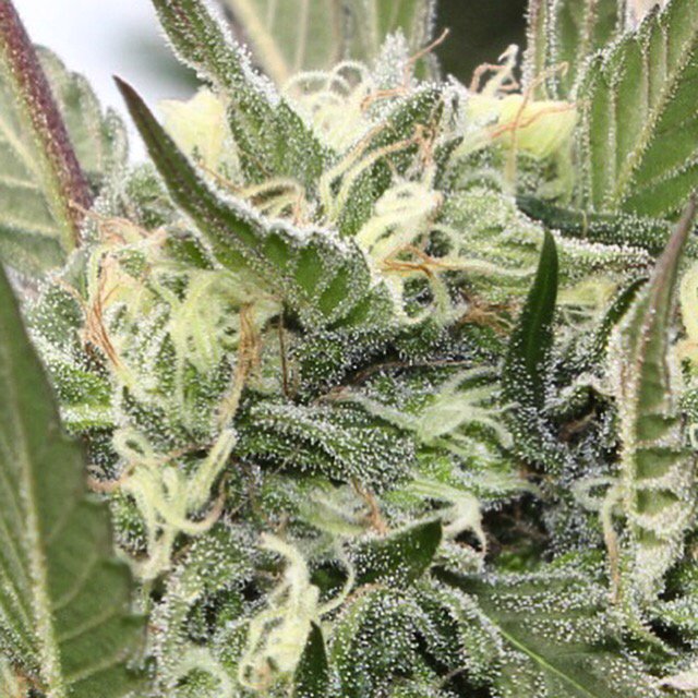 TrueHumboldt's tweet photo. Yum...#truehumboldt https://t.co/ywYlqrECth