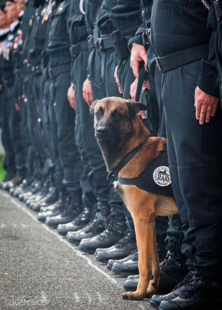 BuzzFeed's tweet image. People are honoring the police dog killed in the Paris police raid with #JeSuisChien bzfd.it/212OUK3