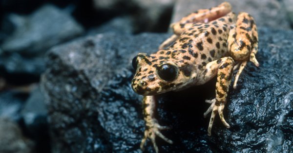 Wild toads saved from a lethal fungal disease that threatens amphibians around the world ow.ly/UOWys