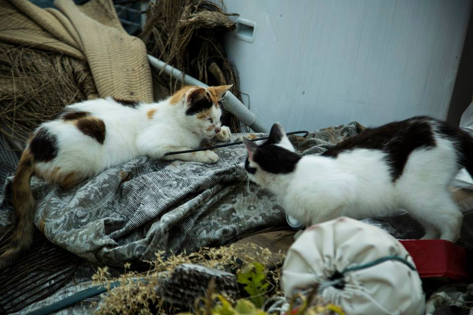 【猫好き必見！】香川県の"猫の島"こと男木島へ、プチ週末旅行。play-life.jp/plans/7959