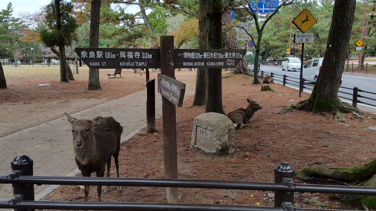 taco's tweet photo. Super fuckin rad day in #Nara #Japan! with the bros @cwb @TheBIGCafeteria @sourpatchadults #deerpoop https://t.co/LcvEhqT2eI