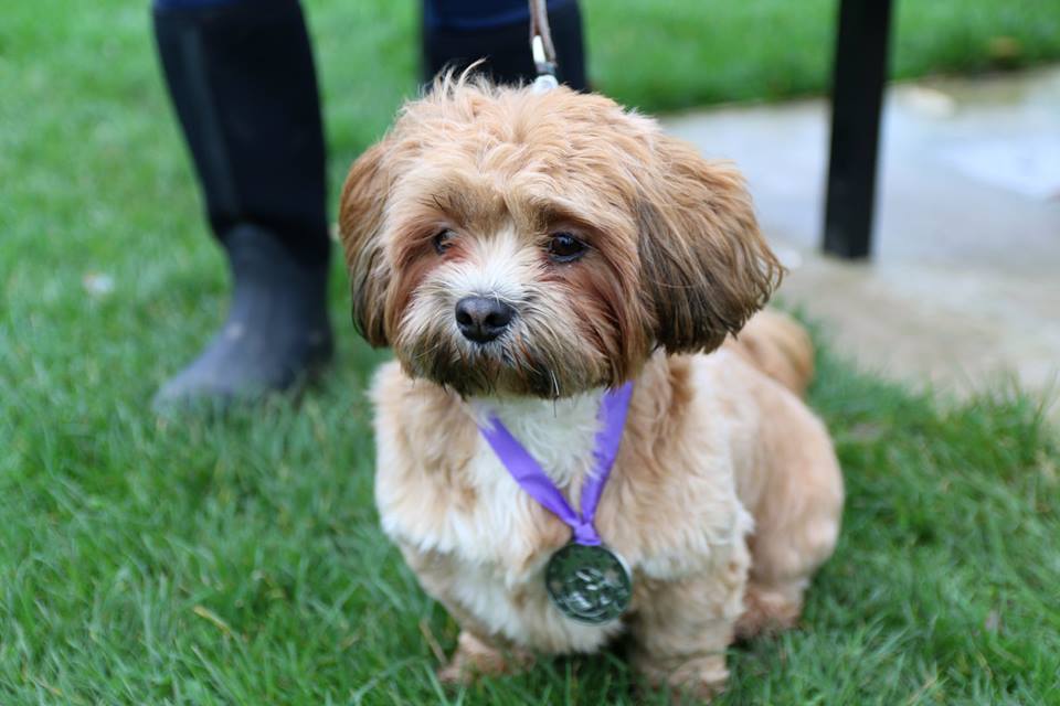 Hettys1996's tweet photo. @Tesco Just to say a huge thanks to Billie-Jo from the Oaktree Jubilee store for her help with out charity #Dogsjog https://t.co/PoiQck3GOu