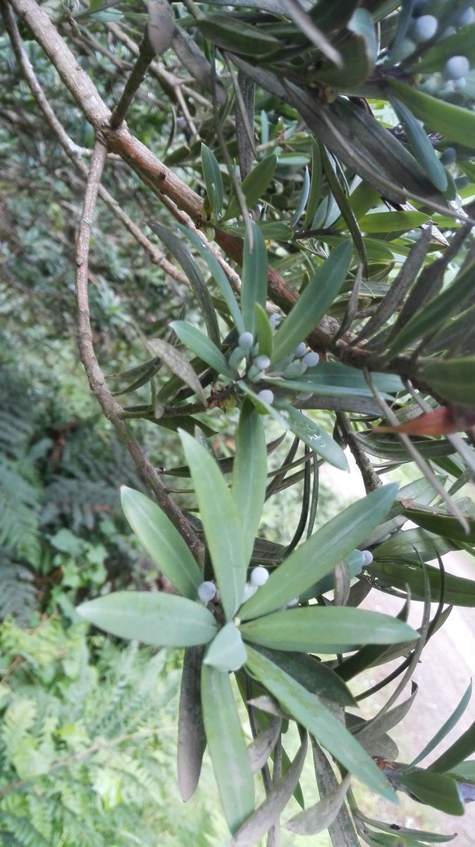 The Real Yellow woods are starting to fruit, a few months and we can harvest seeds for germination