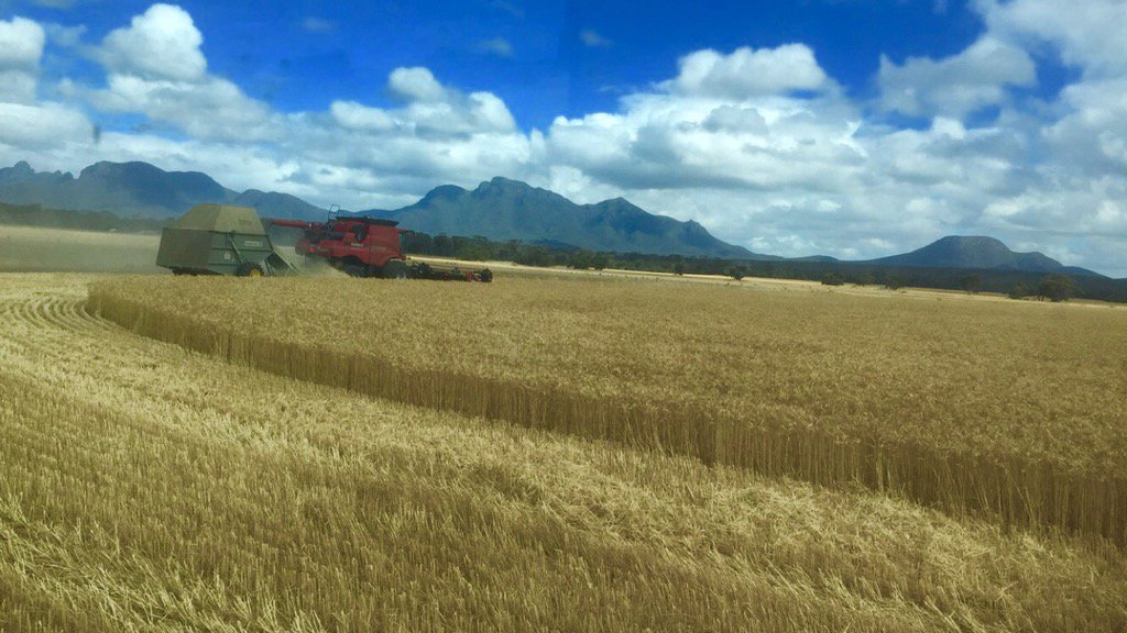 waters_bec's tweet photo. First crack at wheat for 2015
#paper_collar https://t.co/s7Crsx812E