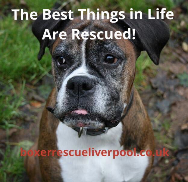 Stitch patiently waiting #foreverhome please #rt to get her out of her cold lonely kennel <a href="/Help_Boxer_Dogs/">Hilda and Cyril</a>