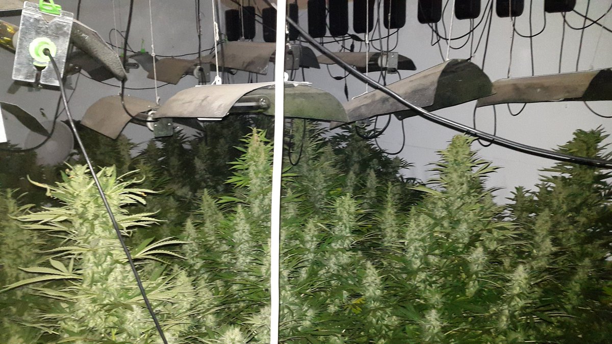MPSEnfield's tweet photo. 4 Cannabis Factories closed in Enfield yesterday by Safer Neighbourhoods. 1000 cannabis plants dead #TomatoesInstead https://t.co/SJ5JmyBmkz