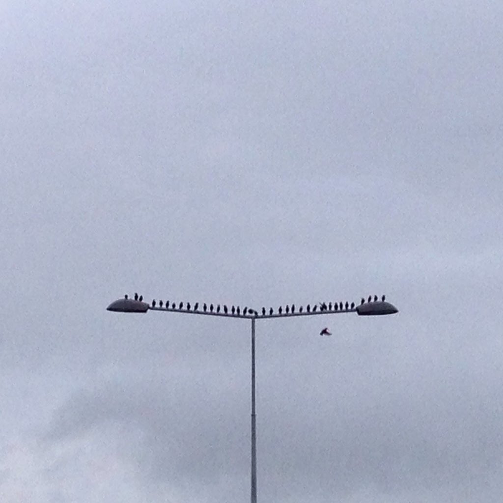 FarrallAndFez's tweet photo. #BreakfastClub! What a lovely sight to see driving into work. #contretejungle happy Thursday! https://t.co/T8YMwDyd4Y