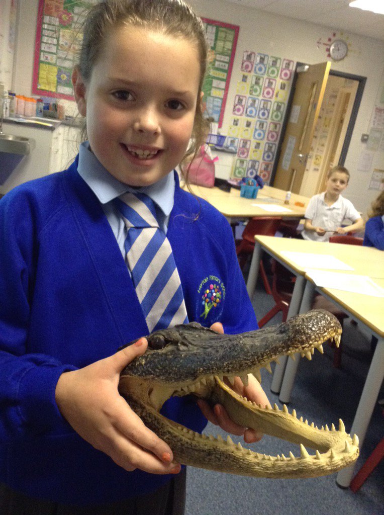 Lacey's  exciting model of a crocodile #Australia#growing great minds together