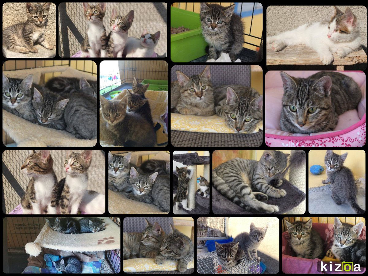 sosgatosmurcia's tweet photo. Los peques de SOS GATOS MURCIA os desean #felizjueves mientras esperan #adopción! Recordad que se envían por España! https://t.co/Q6Tl00KpWZ