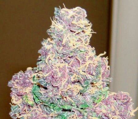 Jake_Pozzi's tweet image. Yes air