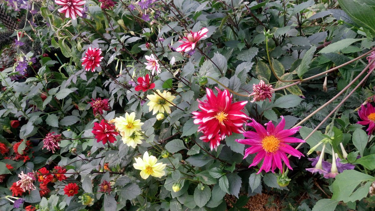 🌸🌷🌺🌻🌼🌹💐