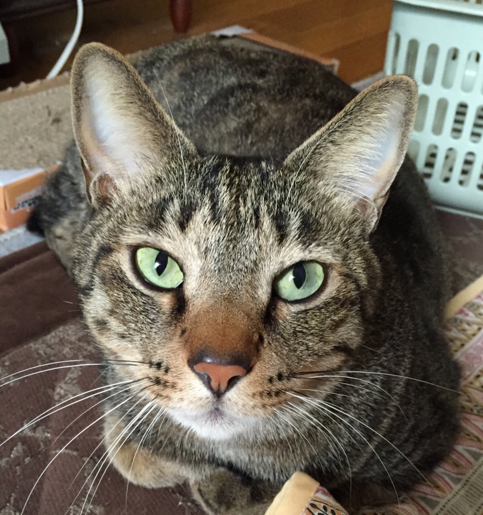 ポケモン公式ツイッター アニメ ポケットモンスター Xy Z 始まるよ 1体のシシコ がカエンジシの群れから一人立ちする場面に遭遇し 感動するサトシたち しかし シシコを見つめる怪しい影が T Co Eck51muaub アニポケ T Co Ykv2biwrop