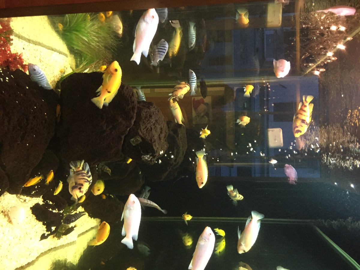 winkworthMVale's tweet photo. Perhaps all offices should have a fish tank just like @ToastOnFormosaStreet? #Calm #CuteFishy #Serene https://t.co/nDGrN8QtaG