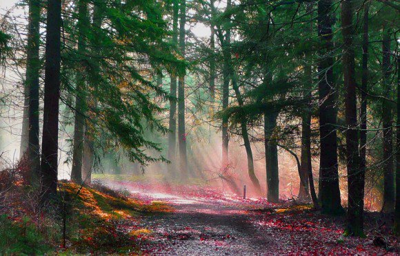 Marjo winnaar van #fotowedstrijd Herfstroutes - Sprookjesbos in #Twente <a href="/ProvOverijssel/">Provincie Overijssel</a> bestemminginbeeld.nl/vakantie/europ…