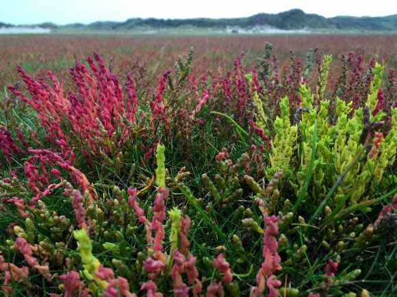 Huub 3e plaats in #fotowedstrijd Herfstroutes - Strandleeuwerikken in de #slufter op #Texel bestemminginbeeld.nl/vakantie/europ…