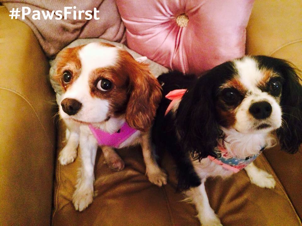PDSA_HQ's tweet photo. Lucy was victim of cruel puppy farming trade. #PawsFirst &amp; get advice before taking on a pet https://t.co/xoQYIjnXH8 https://t.co/xnSQXoIFf7