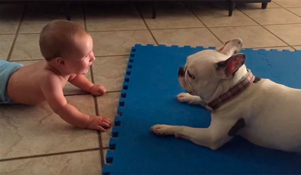 QcosasCom's tweet photo. Este es el perro niñera favorito de este bebé… y ahora entenderás por qué. https://t.co/PHXDfIb4wJ https://t.co/kFupNL5N1z