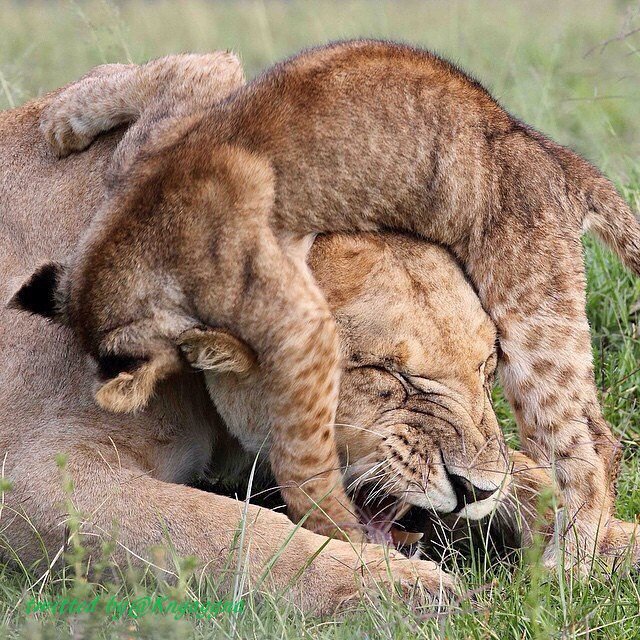 Забота о потомстве у животных. Забота животных о детенышах. Животные заботятся о детенышах. Детеныши зверей. Какие животные заботятся о стариках.