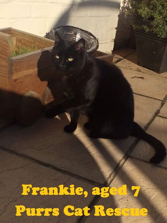 <a href="/WinceyWillis1/">Wincey Willis</a> Can u help by RT? We desperately need to find Frankie a foster/furever home! ow.ly/UPSjO