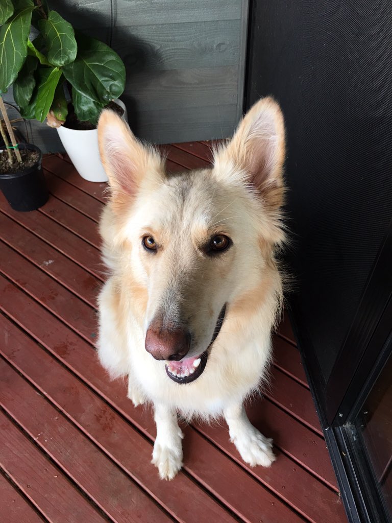 StarSnowLeopard's tweet photo. @lorlarlovesshep My Champagne Shepherd. She is a cheeky girl! https://t.co/J04oXr3x0d