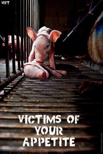 @dan330msp humans are able to #govegan! #animalsareNOTfood #pigsareNOTbacon #CowsareNOTsteak #ChickensareNOTnuggets