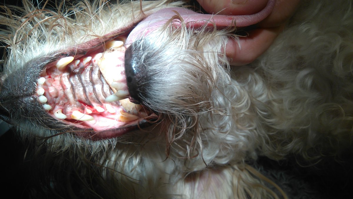 Ellkjell's tweet photo. Dagens #beinbit. #dyrlegeliv #hund Ikke godt med mat mellom tenna... https://t.co/hZXm8DwYu6