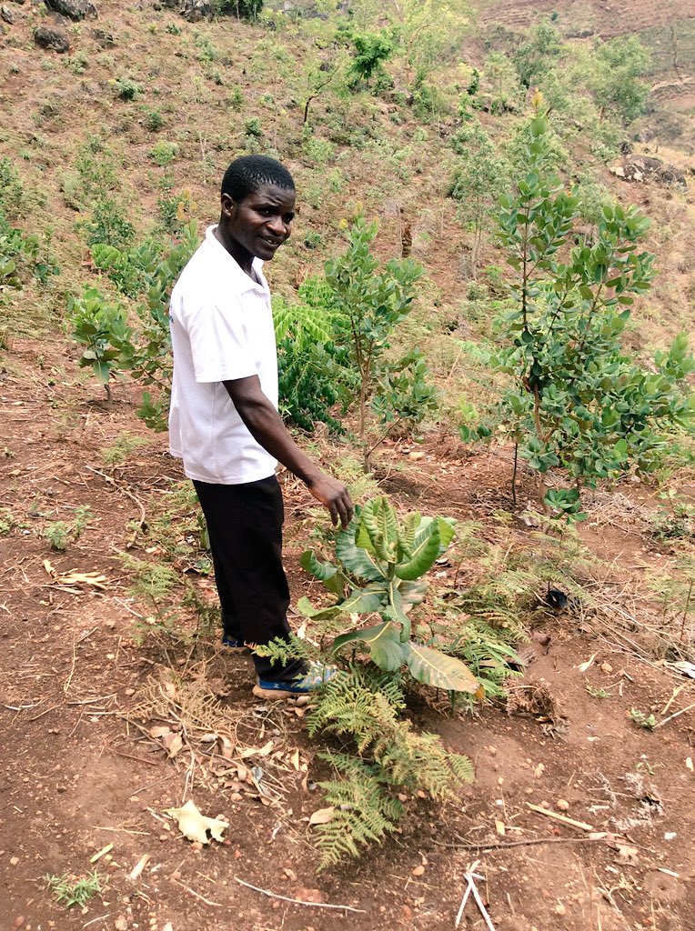 PhilipSmithFCDO's tweet image. This village in Mulanje, Malawi planting 11,000 trees &amp;amp; starting soccer team to engage #youth in forest conservation