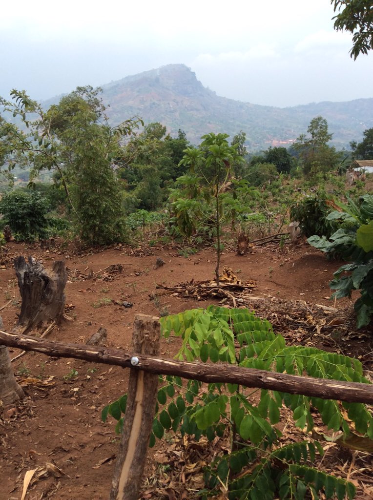 PhilipSmithFCDO's tweet image. This village in Mulanje, Malawi planting 11,000 trees &amp;amp; starting soccer team to engage #youth in forest conservation
