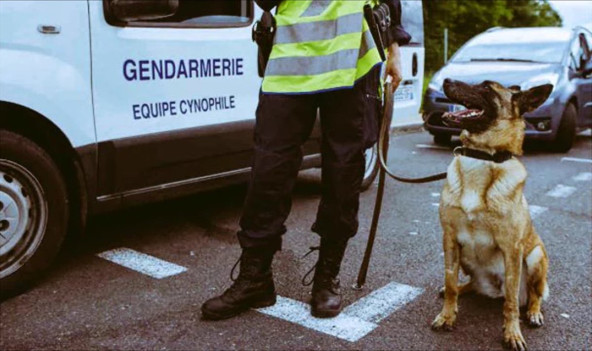 jesuischien's tweet photo. Repose en paix Diesel. Brave dog. ❤🐶😢 #JeSuisChien https://t.co/FVy5lrYsqI