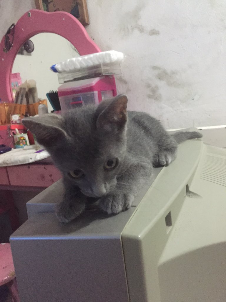 lulultp77's tweet photo. El Hermoso Grey 😻 https://t.co/veQjo7ZNcD
