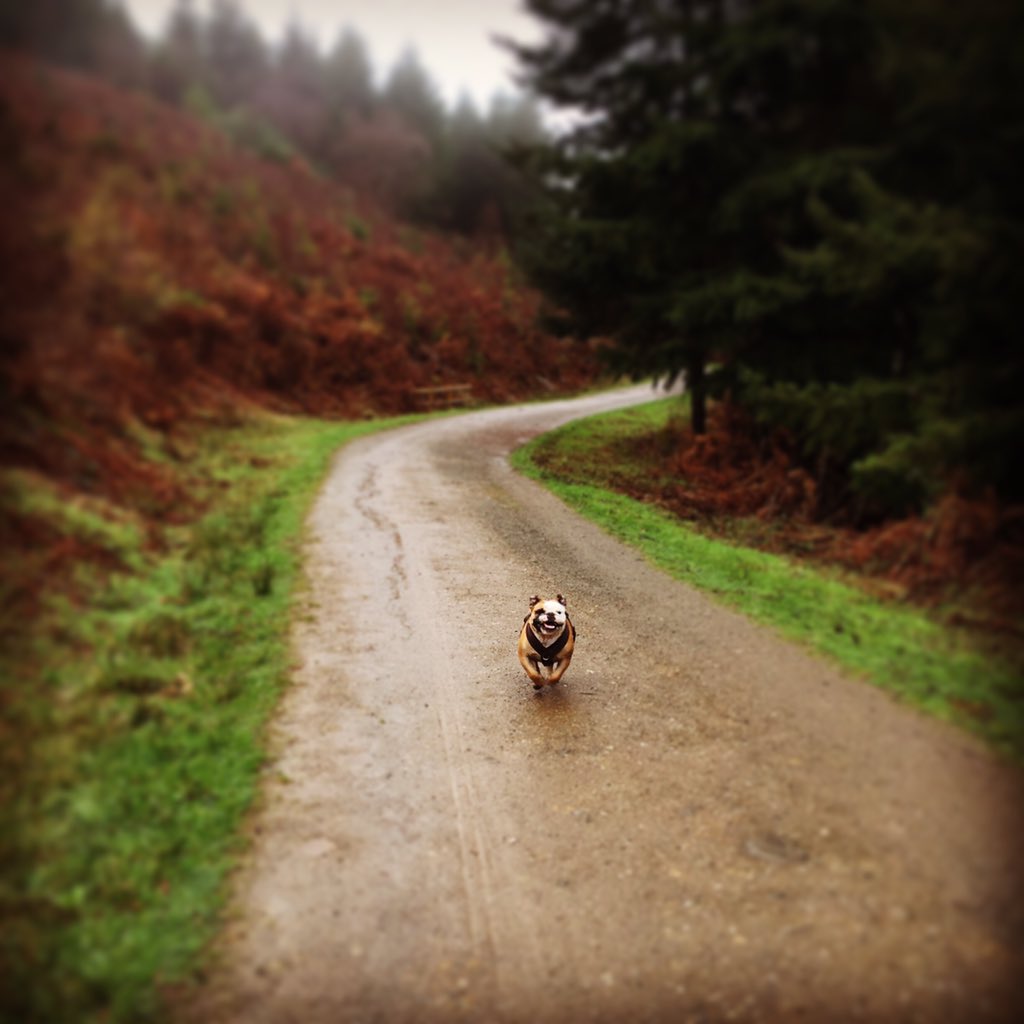 mattjess14's tweet photo. Lovely walk at Haldon Forrest today. Ralph in his element #running #midjump #autumnwalk https://t.co/vOSnSz1O28