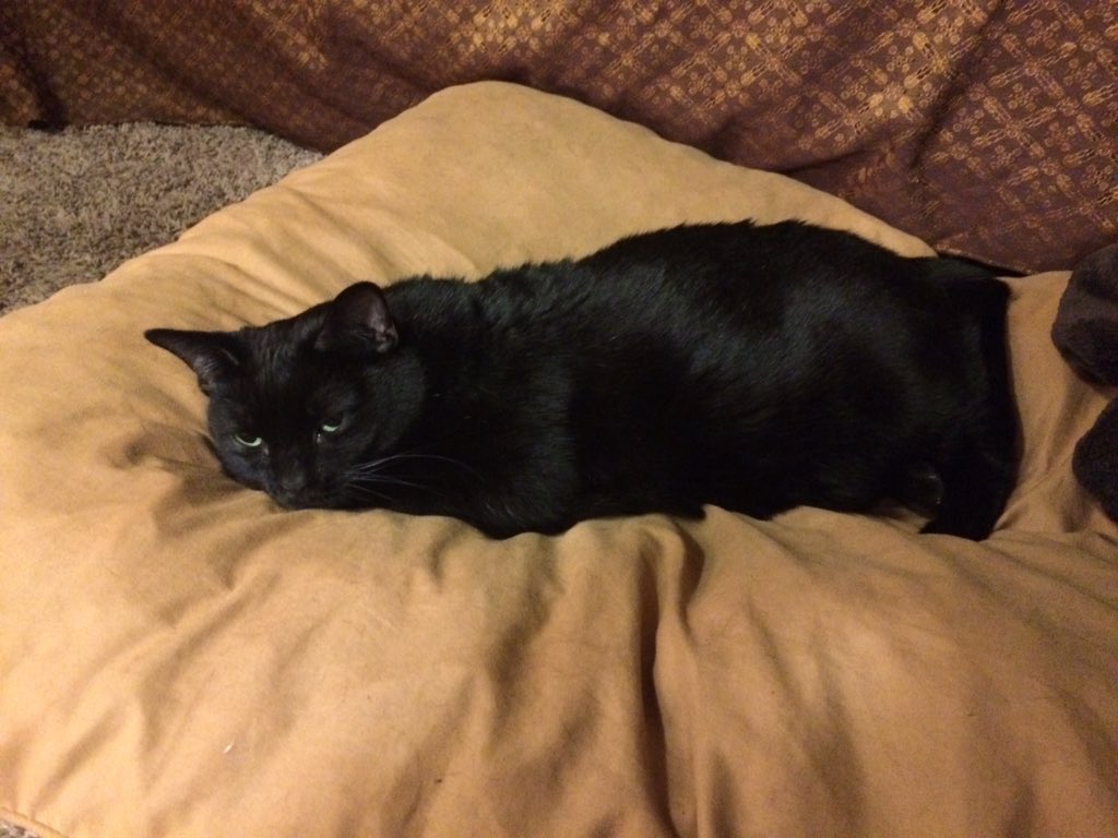 MayaTheDobie's tweet photo. Boo! Lila's taken over one of my beds! https://t.co/IB5sDVRW0B