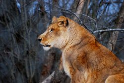 sru_ocel's tweet photo. On the North Carolina #CareBreak, you'll have the opportunity to help tigers, lions, leopards and other wildcats! https://t.co/qMfy9oYbcQ