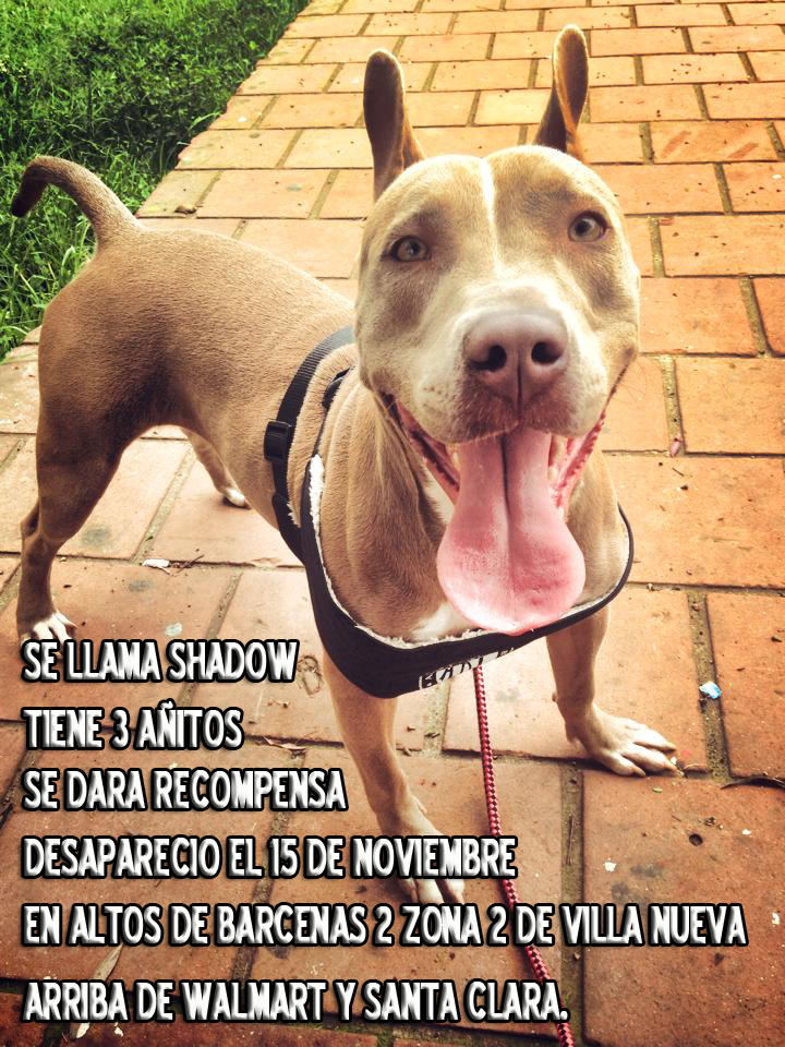 OZjuarezz's tweet photo. Mucha porfa ayúdenme a difundir está info, mi numero  es 5612-4963 @M3millo @SalgueroVictor_ @Ronald_MacKay https://t.co/HbQdJnkQD0
