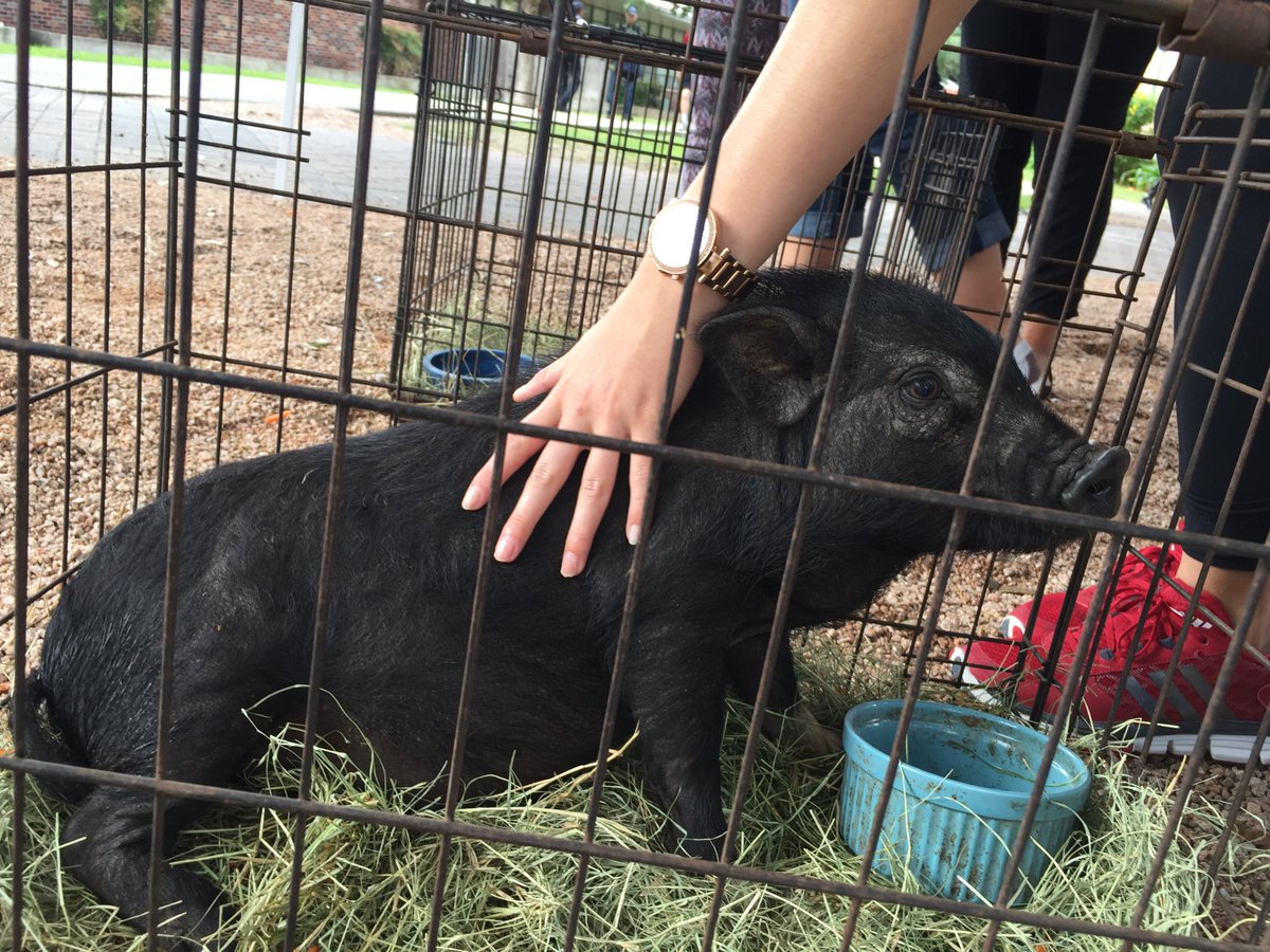 UIWDevelopment's tweet image. Phil is coming back today! Stop by the wellness center and #FeedPhil today!