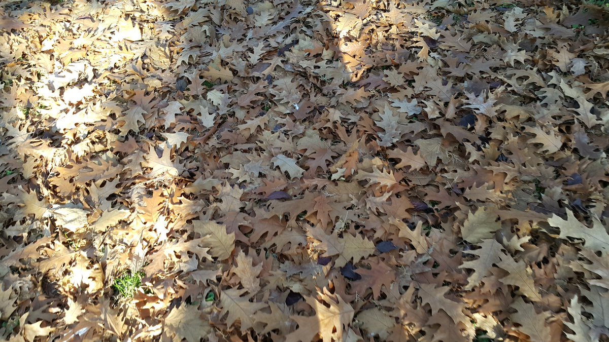 ErkanKiraz's tweet image. #Autumn2015, #ColorConversion, #RenkDongusu, #Sonbahar2015,  #Izmit, #Kocaeli, #Turkey II