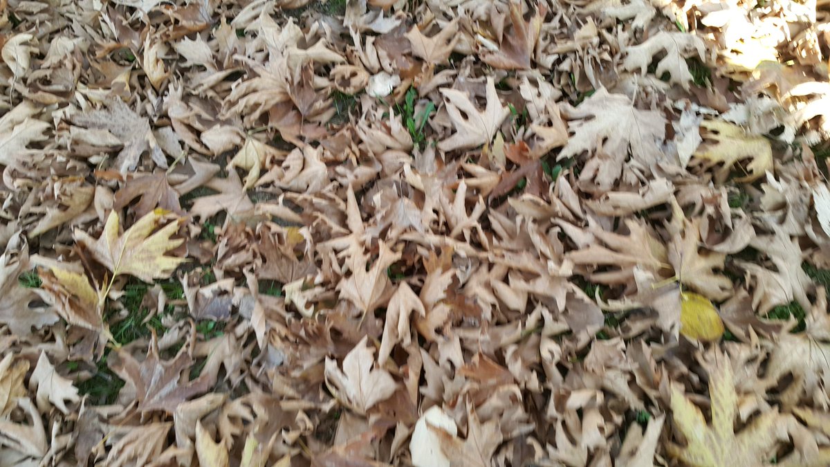 ErkanKiraz's tweet image. #Autumn2015, #ColorConversion, #RenkDongusu, #Sonbahar2015,  #Izmit, #Kocaeli, #Turkey II