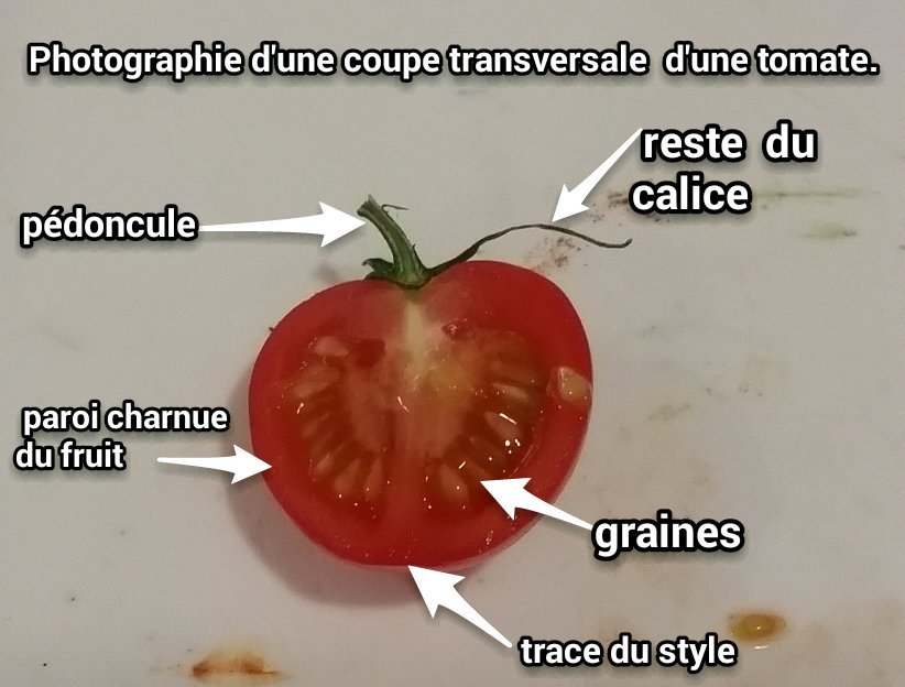 alexiaassitat's tweet photo. Sans la pollinisation des fleurs il n'y aurait pas autant de diversité dans nos assiettes!
#TSFleurFruit2015 https://t.co/2b0DKHl4Sg
