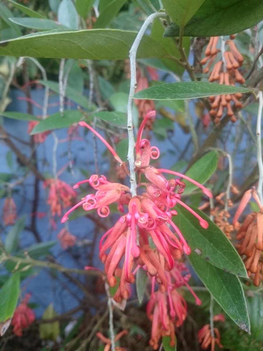 fossilplants's tweet photo. Just updating records and quite amazed that we now grow 89 #proteaceae outside here in #NorthWales #mylittleproblem https://t.co/xg6QZ2YfPB