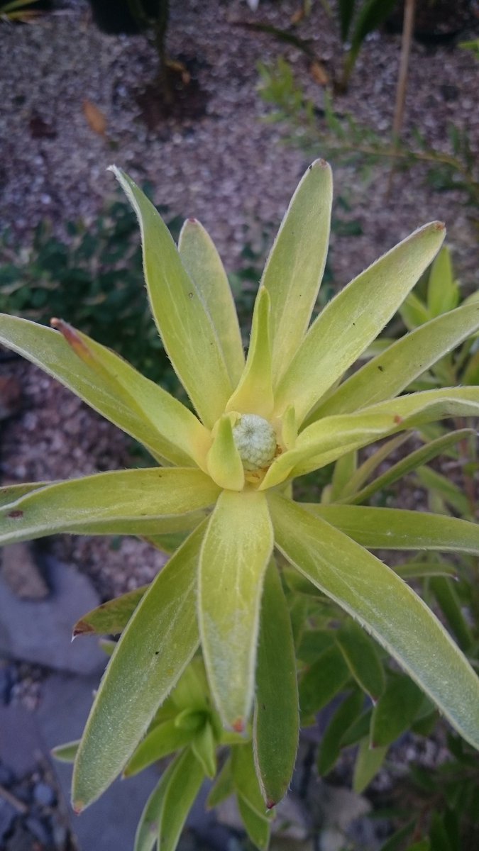 fossilplants's tweet photo. Just updating records and quite amazed that we now grow 89 #proteaceae outside here in #NorthWales #mylittleproblem https://t.co/xg6QZ2YfPB