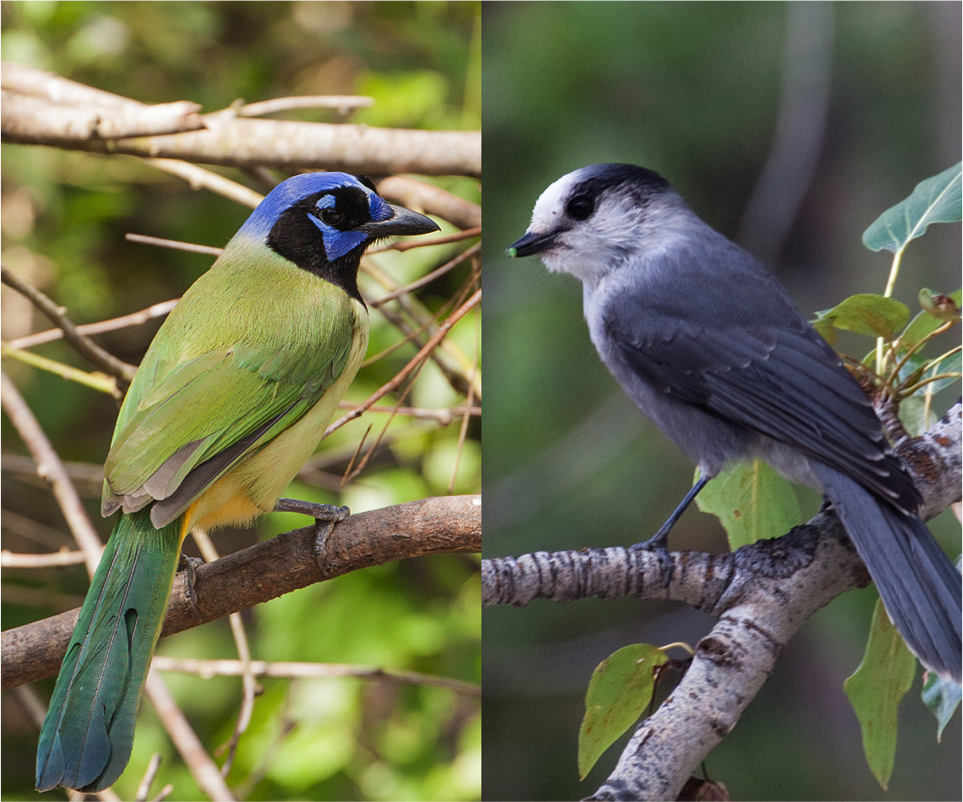 PenningtonBirds's tweet photo. Jays have mostly blue plumage, like the Blue Jay or the Pinion Jay. The Gray Jay and the Green Jay are exceptions. https://t.co/rqUjeF1dAF