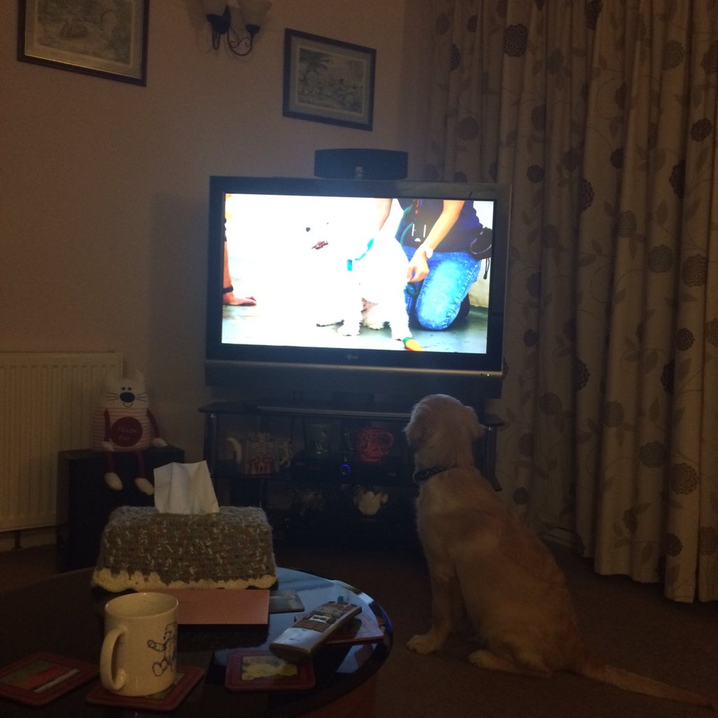 beckybuckler93's tweet photo. @BDCH Barney pup is enjoying watching #pogdogs. #cutie #goldenretriever #puppy https://t.co/K1pL9vziq2
