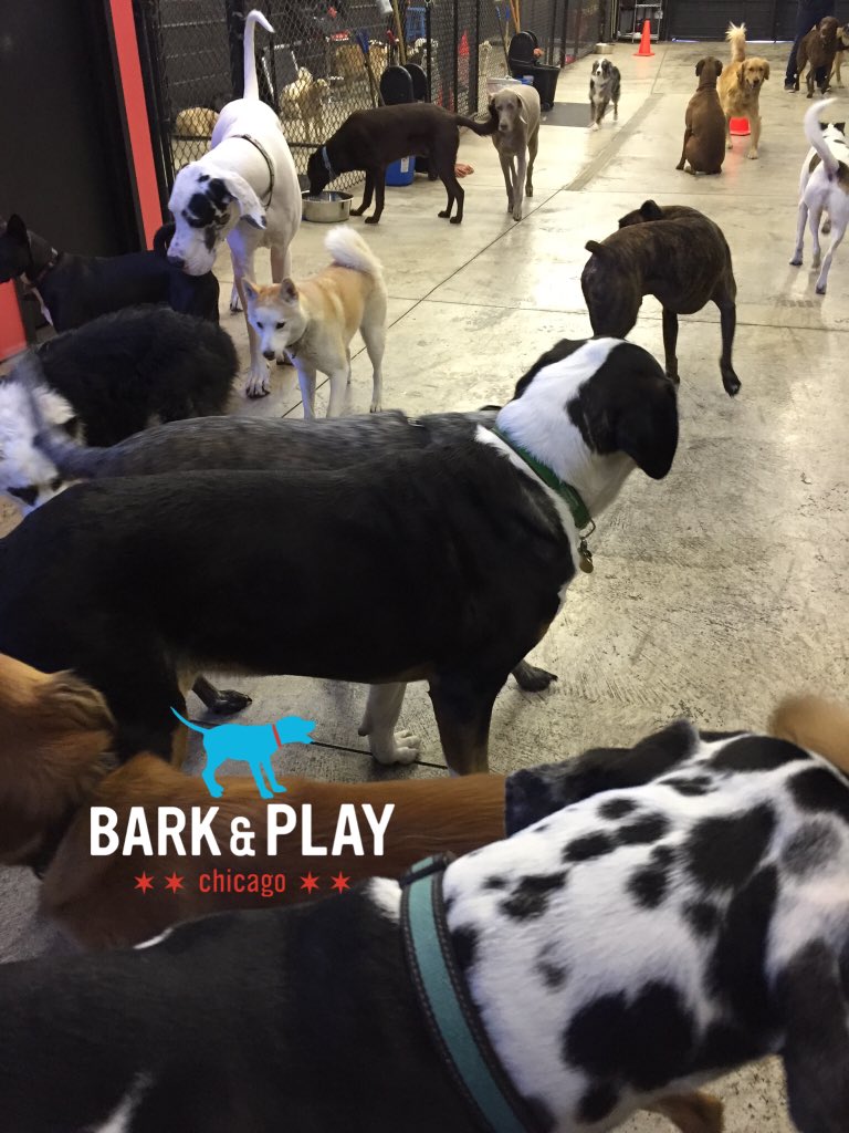 barkandplaychi's tweet photo. https://t.co/VZzS70mE7z