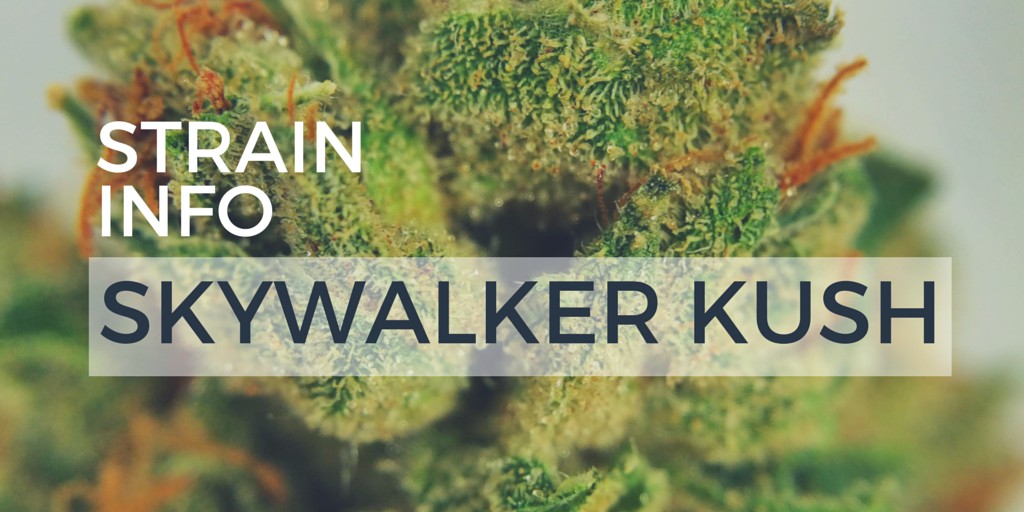 ThinkTankExile's tweet photo. The #force is strong with this #hybrid!  https://t.co/htYi2sCjy9 #Skywalkerog #SkywalkerKush #SkywalkerOGKush https://t.co/p5SiTFQgaz