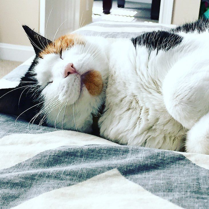 raleighwhatsup's tweet photo. This is how today should be spent...
#msmarch #bestfriendspetadoption #calendarcat #adoptl… https://t.co/KiVvV7z5VG https://t.co/KX5HtPxFaR