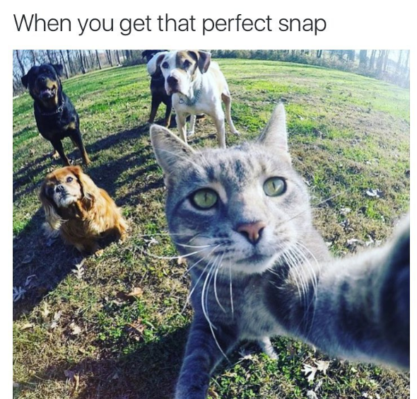 LoopholeLu's tweet photo. Standard behavior #cats https://t.co/yg4KRYdEy5