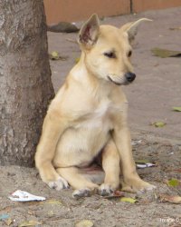 4EverPetesGirl's tweet photo. ☺79,200 #DAILY #CLICK 2 Fund 1YR #Free #FleaTick Meds 4 27 Poor #Dogs☺ https://t.co/pq2O1HbI58 #RT #anipals #help https://t.co/baGd6ddwFZ