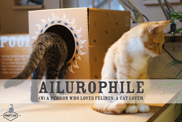 poopy_cat's tweet photo. It sounds a lot fancier than #cat person - are you an Ailurophile?
#love #cats https://t.co/80i3MoX9w5